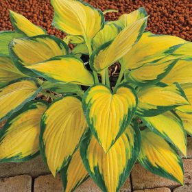 Árnyékliliom – Hosta 'Orange Marmalade'