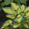 Árnyékliliom – Hosta 'Orange Marmalade'