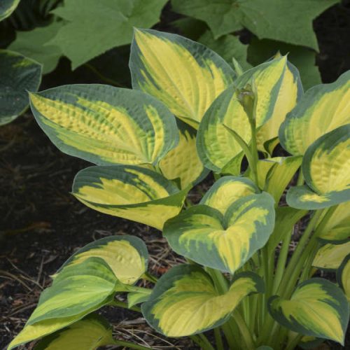 Árnyékliliom – Hosta 'Orange Marmalade'