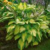 Árnyékliliom – Hosta 'Paul’s Glory'