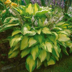 Árnyékliliom – Hosta 'Paul’s Glory'