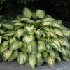 Árnyékliliom – Hosta 'Paul’s Glory'