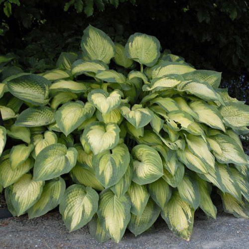 Árnyékliliom – Hosta 'Paul’s Glory'