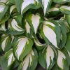 Árnyékliliom – Hosta 'Vulcan'