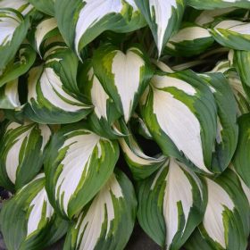 Árnyékliliom – Hosta 'Vulcan'