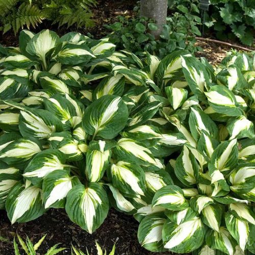 Árnyékliliom – Hosta 'Vulcan'