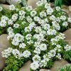 Örökzöld tatárvirág – Iberis sempervirens 'Golden Candy'