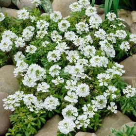   Örökzöld tatárvirág – Iberis sempervirens 'Golden Candy'