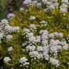 Örökzöld tatárvirág – Iberis sempervirens 'Golden Candy'