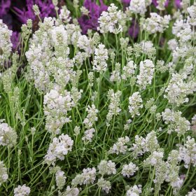   Fehér virágú levendula – Lavandula angustifolia 'Arctic Snow'
