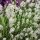 Fehér virágú levendula – Lavandula angustifolia 'Arctic Snow'