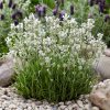 Fehér virágú levendula – Lavandula angustifolia 'Arctic Snow'