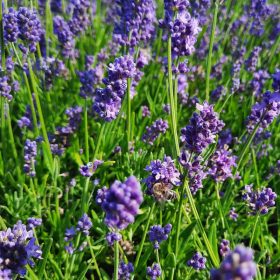 Levendula – Lavandula angustifolia 