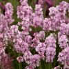 Rózsaszín  levendula – Lavandula angustifolia 'Rosea'