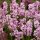 Rózsaszín  levendula – Lavandula angustifolia 'Rosea'