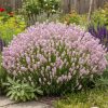 Rózsaszín  levendula – Lavandula angustifolia 'Rosea'