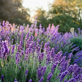 Hibrid levendula – Lavandula × intermedia