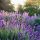 Hibrid levendula – Lavandula × intermedia