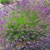 Hibrid levendula – Lavandula × intermedia