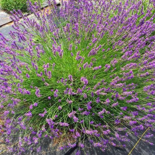 Hibrid levendula – Lavandula × intermedia