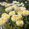 Kerti margaréta – Leucanthemum 'Luna'