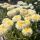 Kerti margaréta – Leucanthemum 'Luna'