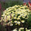 Kerti margaréta – Leucanthemum 'Luna'