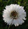 Telt virágú kerti margaréta – Leucanthemum × superbum 'Snehurka'