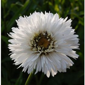   Telt virágú kerti margaréta – Leucanthemum × superbum 'Snehurka'