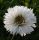 Telt virágú kerti margaréta – Leucanthemum × superbum 'Snehurka'