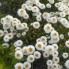 Telt virágú kerti margaréta – Leucanthemum × superbum 'Snehurka'