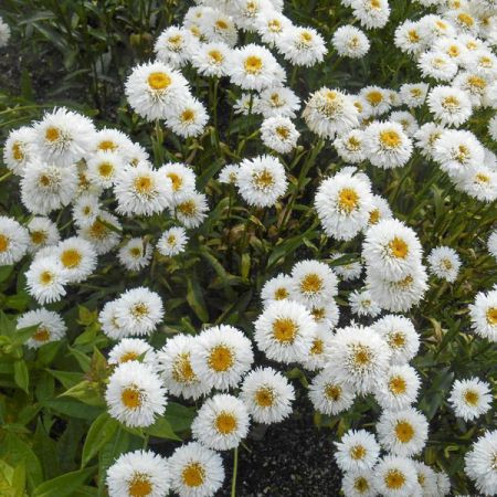 Telt virágú kerti margaréta – Leucanthemum × superbum 'Snehurka'