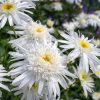 Kerti margaréta – Leucanthemum × superbum 