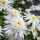 Kerti margaréta – Leucanthemum × superbum 