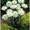 Kerti margaréta – Leucanthemum × superbum 