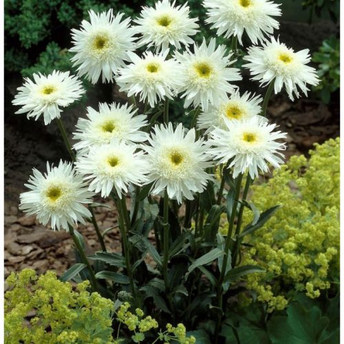 Kerti margaréta – Leucanthemum × superbum 