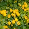 Pénzlevelű lizinka – Lysimachia nummularia 'Aurea'