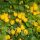 Pénzlevelű lizinka – Lysimachia nummularia 'Aurea'
