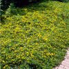 Pénzlevelű lizinka – Lysimachia nummularia 'Aurea'
