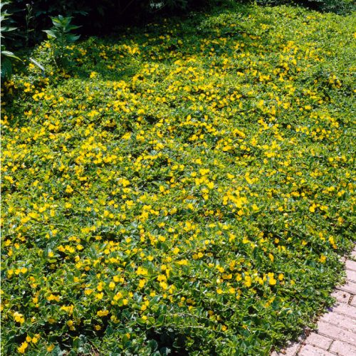 Pénzlevelű lizinka – Lysimachia nummularia 'Aurea'