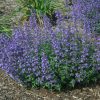 Macskamenta – Nepeta racemosa 'Junior Walker'