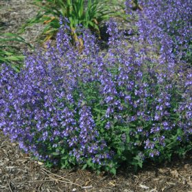 Macskamenta – Nepeta racemosa 'Junior Walker'