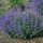 Macskamenta – Nepeta racemosa 'Junior Walker'