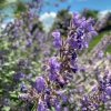 Macskamenta – Nepeta racemosa 'Junior Walker'
