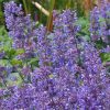 Macskamenta – Nepeta × faassenii 'Purrsian Blue'