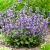 Macskamenta – Nepeta × faassenii 'Purrsian Blue'