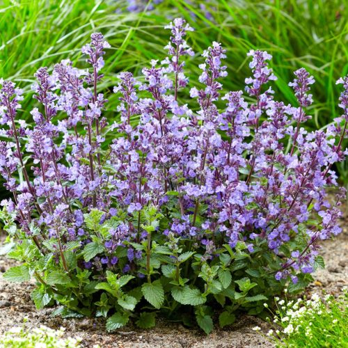 Macskamenta – Nepeta × faassenii 'Purrsian Blue'