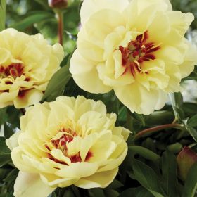   Itoh bazsarózsa – Paeonia × Itoh 'Yellow Dream'