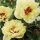 Itoh bazsarózsa – Paeonia × Itoh 'Yellow Dream'