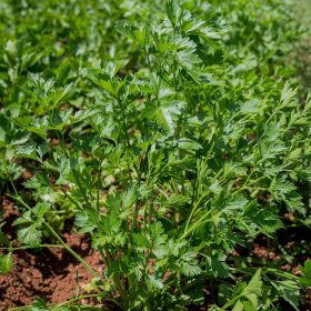   Olasz petrezselyem – Petroselinum crispum var. neapolitanum